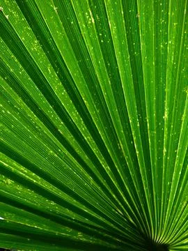 Green, leaf, abstract, background, natural, pattern, backlit, leave, plant,.. Stock Photos