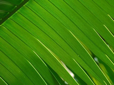 Green, leaf, abstract, background, natural, pattern, backlit, leave, plant,.. Stock Photos