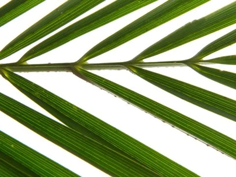 Green, leaf, abstract, background, natural, pattern, backlit, plant, nature.. Stock Photos