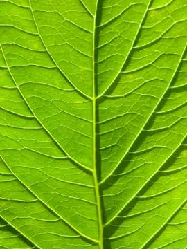 Green leaf abstract background in vertical composition Stock Photos