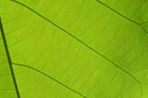 Green leaf abstract backgrounds and texture lines Stock Photos