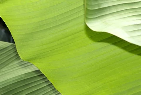 Green leaf abstract pattern Stock-Fotos