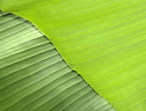 Green leaf abstract pattern Stock Photos