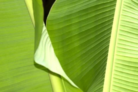 Green leaf abstract pattern Stock Photos