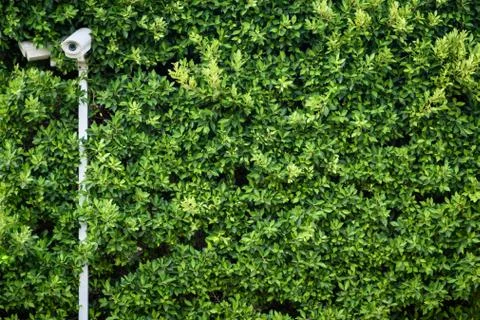 Green leaf abstract texture with camera Stock Photos