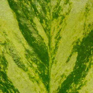 Green leaf abstract texture or background Foto stock