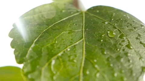 Green leaf after rain. Close-up. Slow motion Stock Footage 127700101