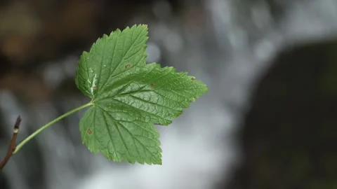 A green leaf against the backdrop of a mountain stream. Stock Footage 323224451