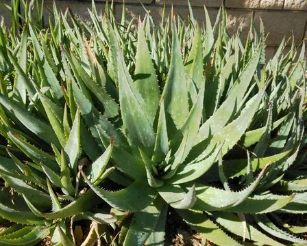 Green leaf aloe vera texture background Stock Photos