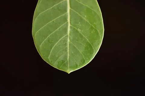 Green leaf alone on the black background Foto stock