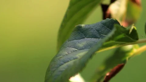 Green Leaf with amazing green background Stock Footage 93781759