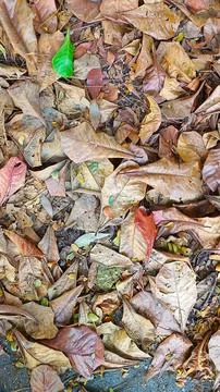 Green Leaf Among Dry Fallen Leaves Stock Photos