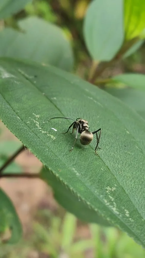 Green leaf and ant in outdoor activities Stock Footage 209874650
