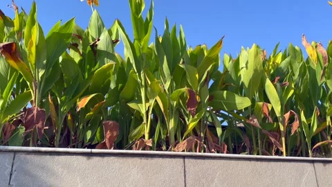 Green leaf and blue sky Stock Footage 322934532