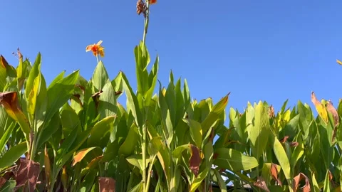 Green leaf and blue sky Video stock 322934552