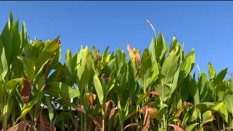 Green leaf and blue sky Video stock 322934564
