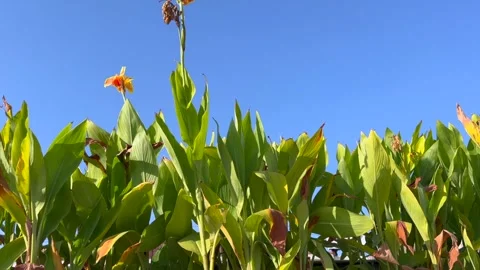 Green leaf and blue sky Video stock 322934609