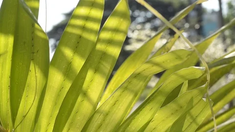 Green leaf and bokeh with panning. Stock Footage 82236473
