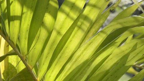 Green leaf and bokeh with panning. Stock Footage 82236481