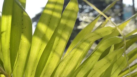 Green leaf and bokeh with panning. Stock Footage 82236570