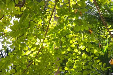 Green leaf and branch on the tree in the garden.A branch in a park.Refreshing Stock Photos