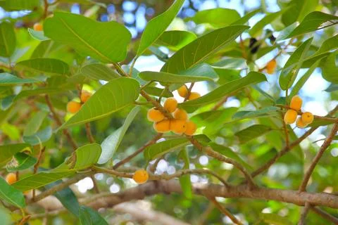 Green leaf and branch on the tree in the garden.A branch in a park.Refreshing Stock Photos