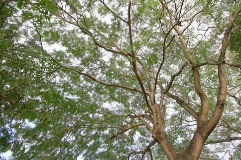 Green leaf and branch on the tree in the garden.A branch in a park.Refreshing Foto stock