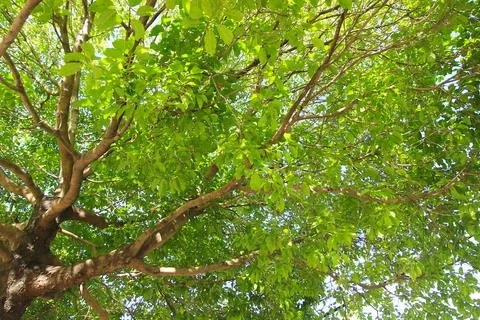 Green leaf and branch on the tree in the garden.A branch in a park.Refreshing Stock Photos