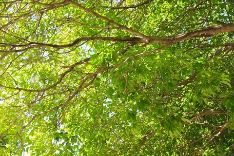 Green leaf and branch on the tree in the garden.A branch in a park.Refreshing Stock Photos