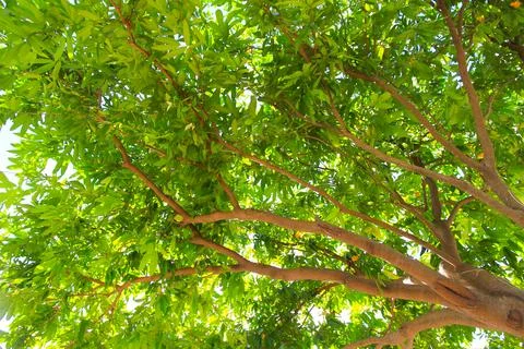 Green leaf and branch on the tree in the garden.A branch in a park.Refreshing Stockfoto's