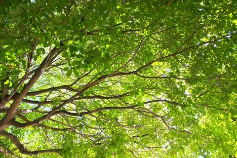 Green leaf and branch on the tree in the garden.A branch in a park.Refreshing Stock Photos