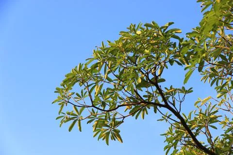 Green leaf and branch on the tree in the garden.A branch in a park.Refreshi.. Stock Photos