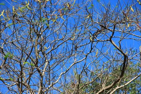 Green leaf and branch on the tree in the garden.A branch in a park.Refreshi.. Stock Photos