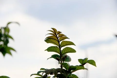 Green leaf and branch on the tree in the garden.A branch in a park.Refreshi.. Stock Photos