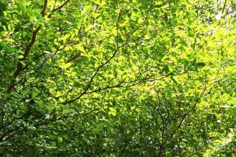 Green leaf and branch on the tree in the garden.A branch in a park.Refreshi.. Stock Photos