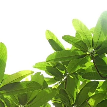 Green leaf and branches Stock Photos