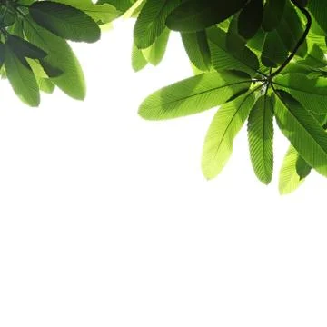 Green leaf and branches Foto stock