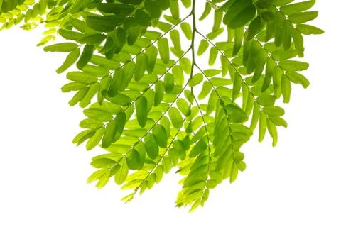 Green leaf and branches from under tree on white using as background and Stock Photos