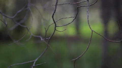 Green leaf and branches on white background Stock-Footage 106102640