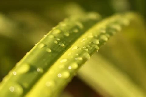 Green leaf and dew close-up Stock Photos