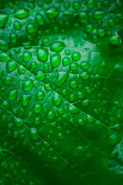 Green leaf and dew Stock Photos