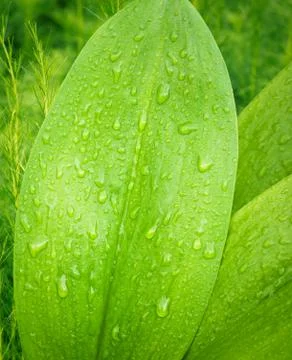 Green leaf and drop Stock Photos