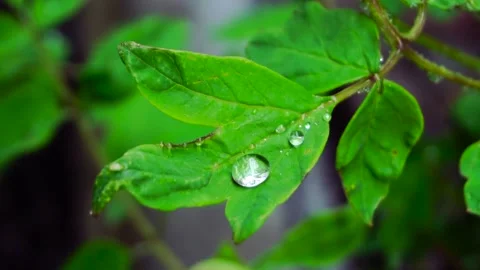 A green leaf and drops on it Stock Footage