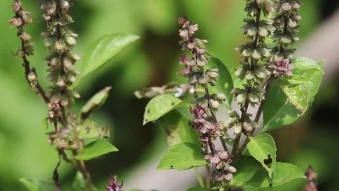 Green leaf and flower of holy basil food herb Video stock 121942008