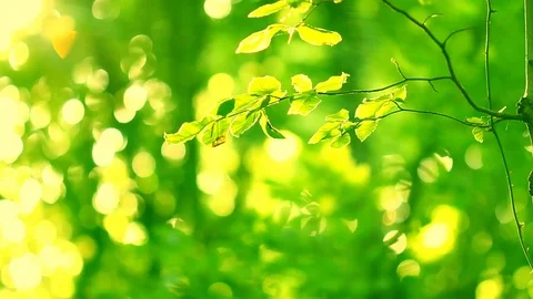 Green leaf and forest background with sunset Stock Footage 86448693