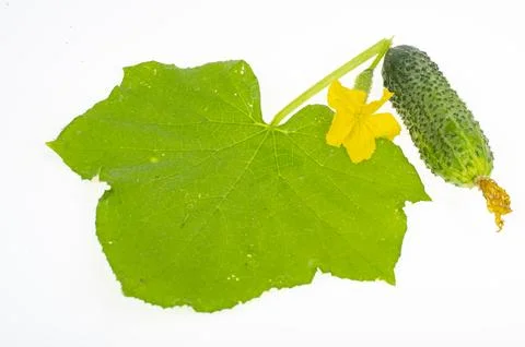 Green leaf and fruit of fresh cucumber isolated on white background. Studio.. Stock Photos