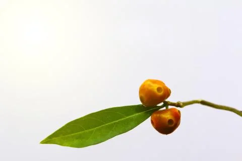 Green leaf and fruit Stock Photos