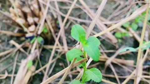 Green leaf and paddy background Stock Footage 224907294