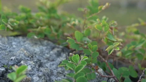 Green leaf and rocks pattern close up Stock Footage 130907390
