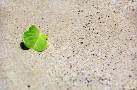 Green leaf and sand 库存照片